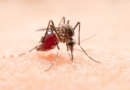 Międzynarodowy dzień komara